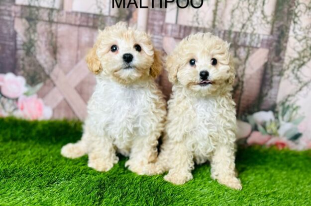 Welcoming the Maltipoo Paws: Everything You Should Know About The Cutest Breed