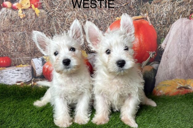 The Heartbreaking Reason Westies Wait by the Door
