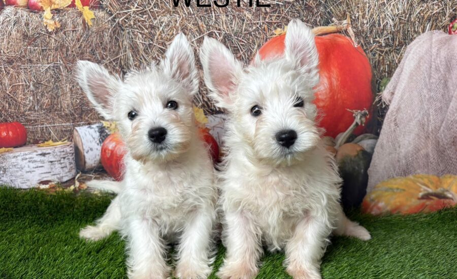 West Highland Terrier ‘Westie’