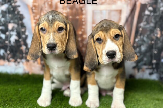 What Makes a Puppy ‘Purebred’? Everything You Need to Know