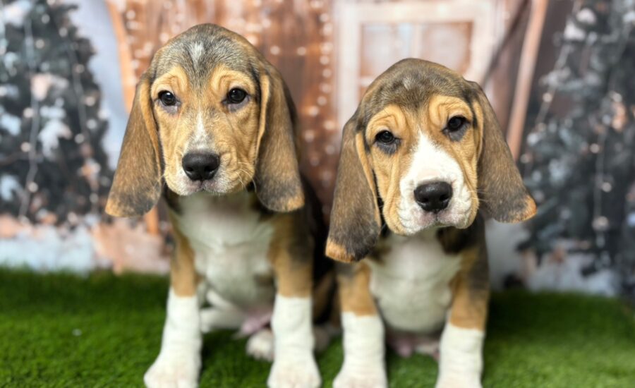 Beagle Puppies For Sale