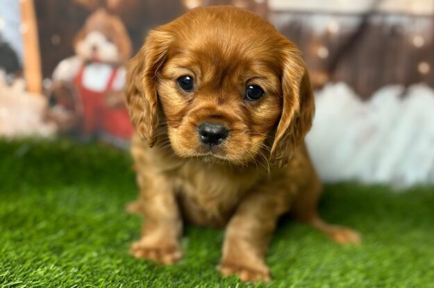 Why Does Your Cavalier King Charles Follow You Everywhere?