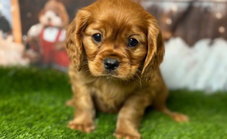 Cavalier King Charles Spaniel Puppies For Sale