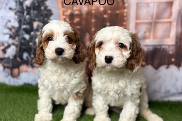 New Cavapoo Parent? Here’s Everything You Need to Know