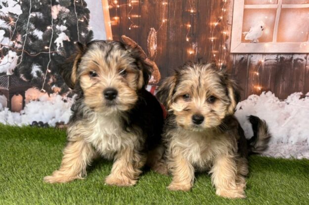 The Secret Life of Pets: What Your Morkie Wishes You Knew