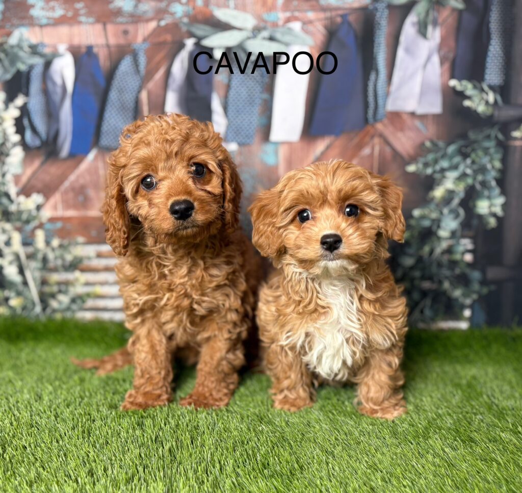 Cavapoo Puppies for Sale UK | Perfect North West Companion