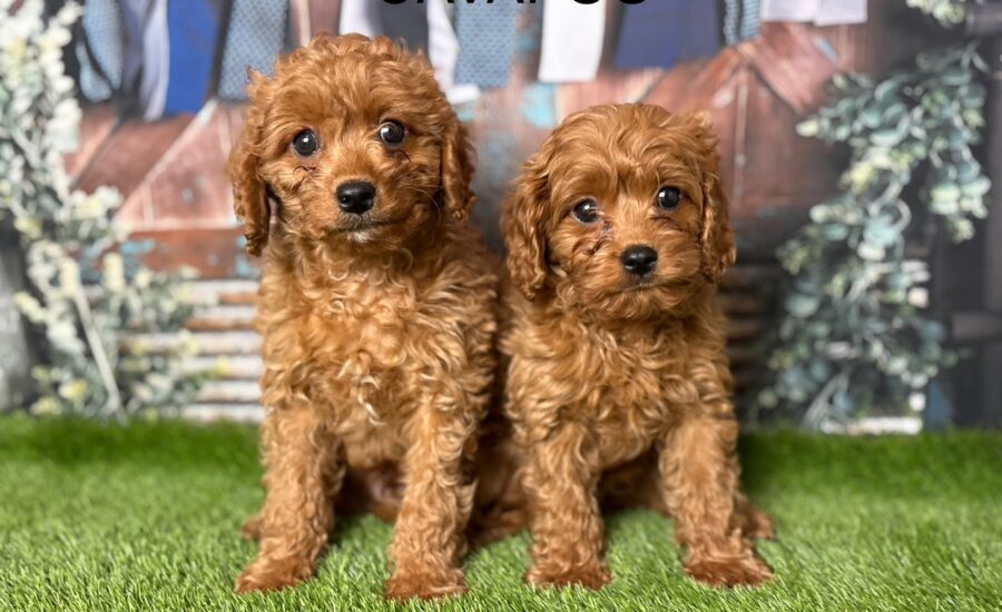 Cavapoo Puppy