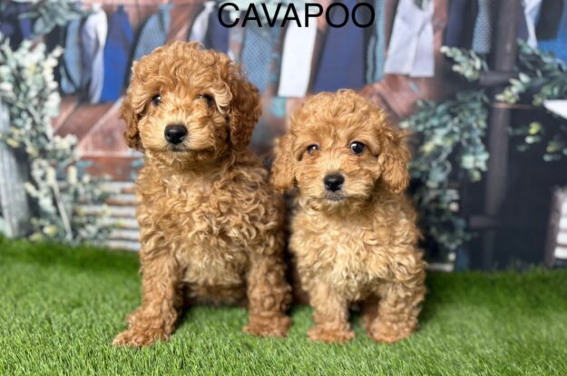 Why Is Your New Cavapoo Crying at Night?