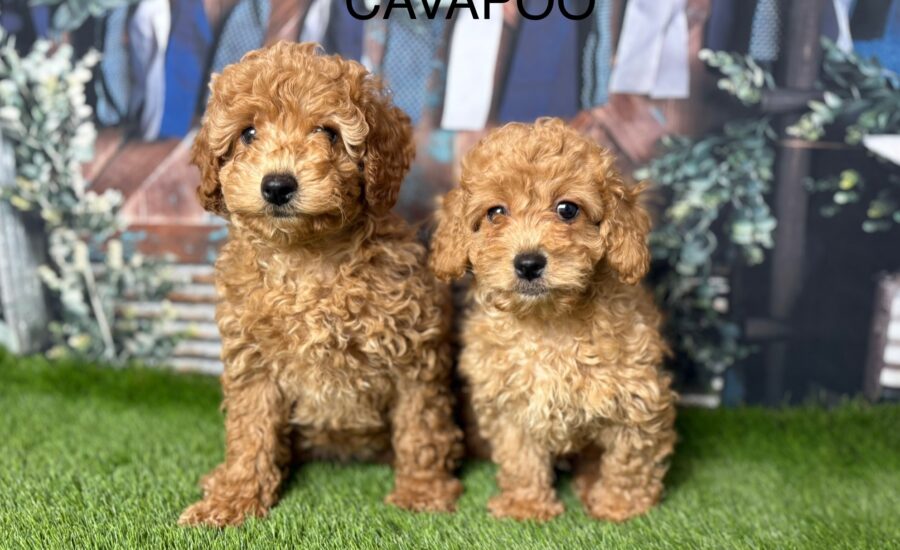 Cavapoo Puppy
