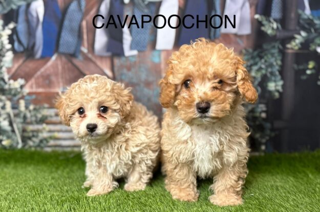 How to Puppy-Proof Your Home Before Your Cavapoochon Arrives