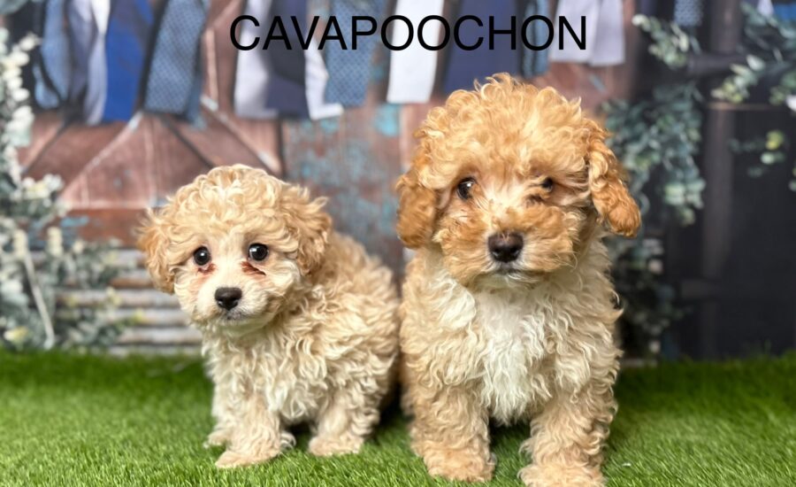 Cavapoochon Puppy