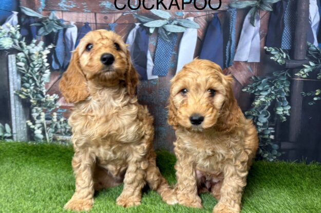 The Ultimate Weekend Bucket List for You and Your Cockapoo