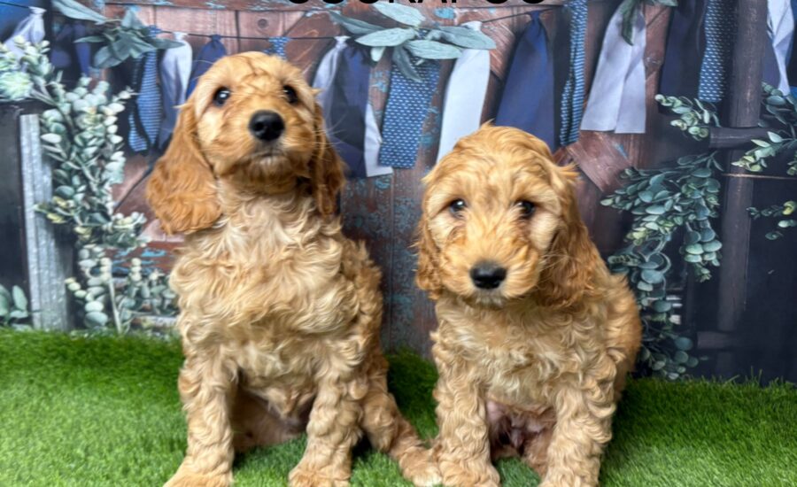 Cockapoo Puppy