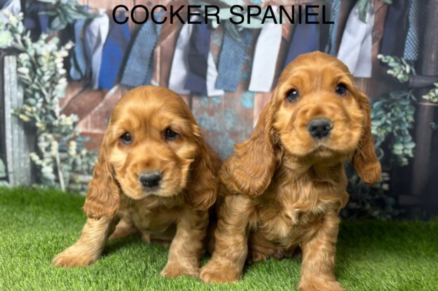 How to Potty Train Your Cocker Spaniel Without Making It Stressful?