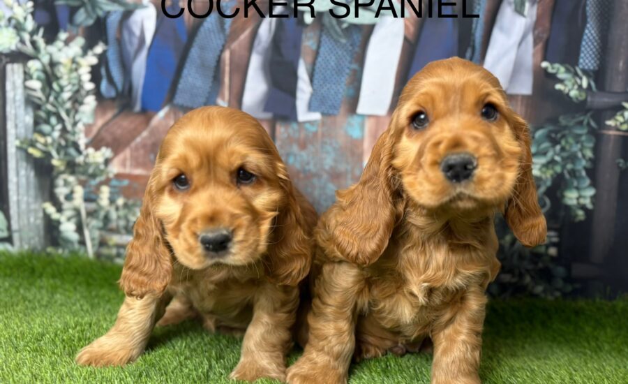Cocker Spaniel Puppy