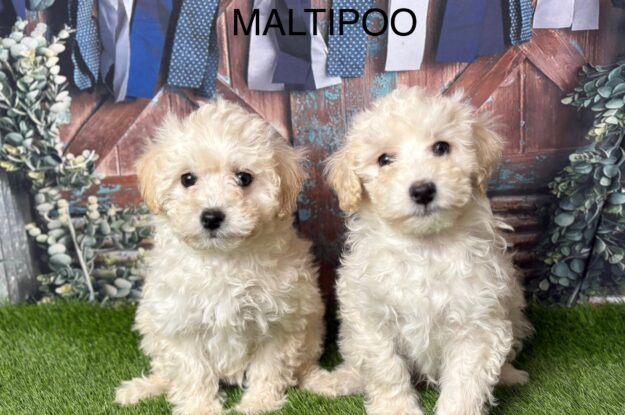 Are Maltipoo Puppies the Perfect Family Pet in the UK?