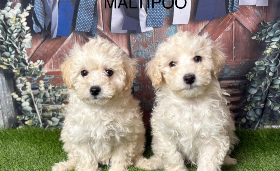 Maltipoo Puppy
