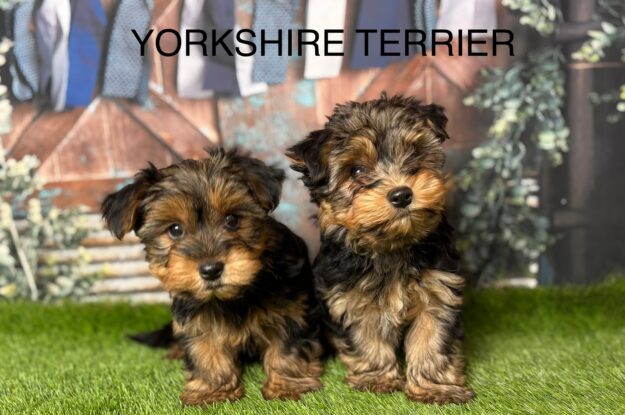 Purebred Puppies for Sale in the UK: Why Yorkshire Terriers Are a Top Choice for City Living