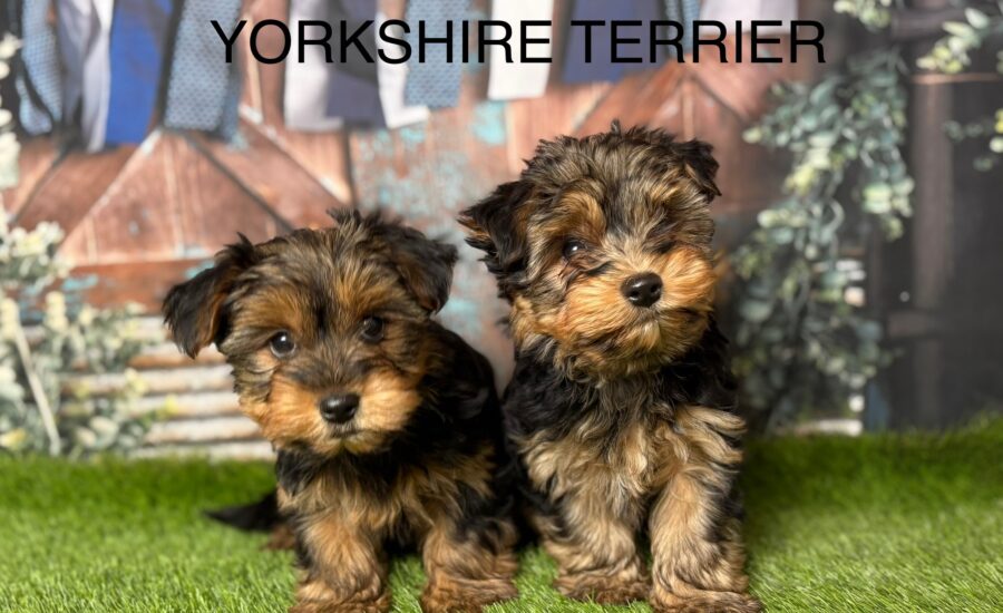 Yorkshire Terrier Puppy
